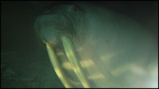 Walruses Swimming Odobenus rosmarus [upl. by Latsyrk583]