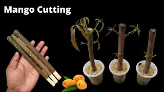 How to propagate mango tree from cuttings  grow mango tree cutting [upl. by Dinesh]