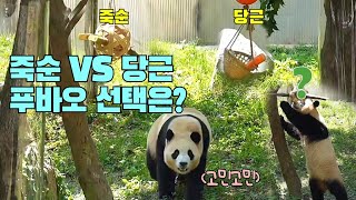 쉬샹한테 간식 도시락 선물 받은 푸바오🥕 당근 VS 죽순 푸바오의 선택은 [upl. by Alvis]