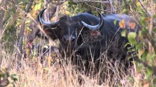 Wildlife of Zimbabwe Part 1 [upl. by Susanetta523]