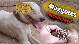 Allhamdulillah Recovered Maggots From Dog  How To Remove Maggots Dog Skin  maggots [upl. by Stout]