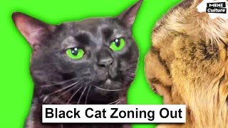 Black Cat Zoning Out Original meme [upl. by Suoinuj593]