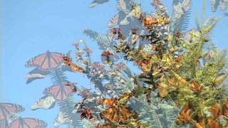 Monarch Migration  Butterflies by the thousands cluster along Maine Coast [upl. by Tarrsus]