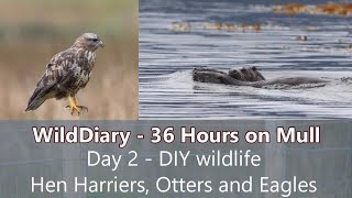 36 Hours on Mull Day 2  DIY wildlife photography ilseofmull otter seaeagle henharrier canonr6 [upl. by Roose55]