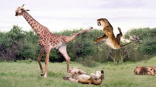 Great Battle Giraffe Throws Powerful Kicks At Lions Herd In Dramatic Escape Wild Animals Attack [upl. by Pul]