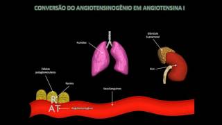 Sistema Renina Angiotensina Aldosterona [upl. by Eizeerb]