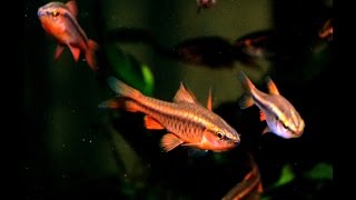 Best Community Fish The Cherry Barb [upl. by Asiek620]