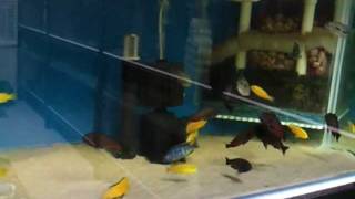 Tropheus Moliro at feeding time video20111214183825mp4 [upl. by Casey]