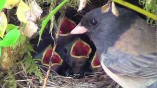 New Baby Birds Being Fed Day 3 [upl. by Ikuy]