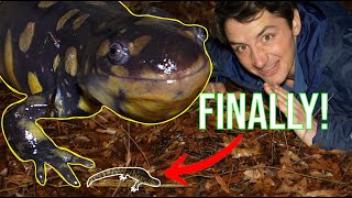 The Eastern Tiger Salamander Everything You Need To Know [upl. by Annaer]