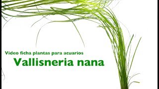 Vallisneria nana  video ficha [upl. by Jr]