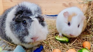 Guinea Pig Daily Food Routine [upl. by Gmur460]