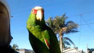 my 8 month old white fronted amazon parrot [upl. by Dessma]