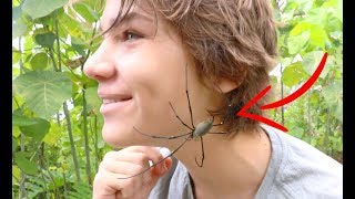 How to find Spiders in Australia HD [upl. by Neeuq]