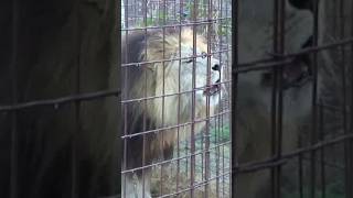 shorts wildanimal lion crying youtubeshorts ytshorts [upl. by Idnahc]