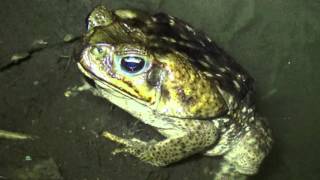 Rhinella marina Cane toad [upl. by Eittik898]