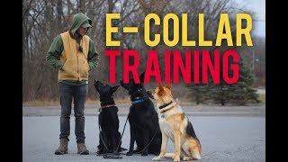 How to safely use the E Collar Dog training with Americas Canine Educator [upl. by Emmie]