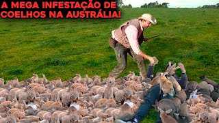 A INFESTAÇÃO DE COELHOS DA AUSTRÁLIA QUE ESTÁ ACABANDO COM FAZENDAS [upl. by Eceinej]