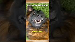 Owczarek niemiecki 🐕 Idealny przyjaciel do aktywnego życia owczarekniemiecki pies rasa psy dog [upl. by Rella]