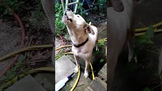 Dog Howls With Sound of Harmonica  1283394 [upl. by Nairdad]