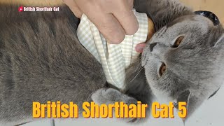 British Shorthair Cat Laz kızına özenmiş [upl. by Esined843]