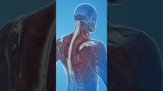 Back Muscles Latissimus Dorsi Trapezius and Rhomboids Explained [upl. by Ajuna]