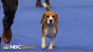 National Dog Show 2022 Hound Group Full Judging  NBC Sports [upl. by Rochell]