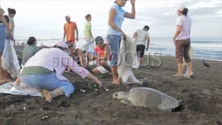 Collecting turtle eggs in Costa Rica [upl. by Barnebas]