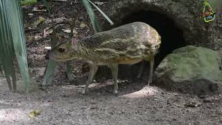 Sri Lankan spotted chevrotain  මීමින්නා  Unseen Lanka [upl. by Enilekaj]