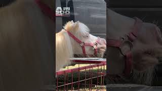 Pony parties by Dawn at Kendall County Fair [upl. by Jethro]