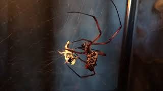 Huge Nephila madagascariensis Giant Orb weaver catching and eating prey [upl. by Mima]