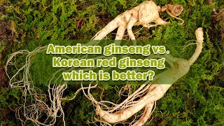 American ginseng vs Korean red ginseng which is better I Common questions about Ginseng [upl. by Vasya937]