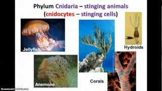 Kingdom Animalia  Sponges Cnidarians amp Worms [upl. by Hamford579]