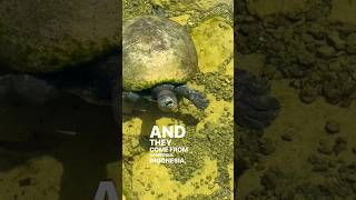 Batagur Affinis in an awesome aquascape pond backyard pond turtle waterfeature wildlife epic [upl. by Ditmore]