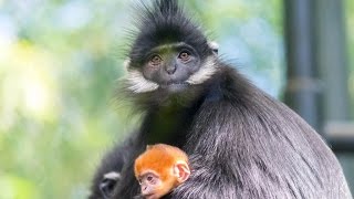 Baby Redhead Monkey Meets Family at the San Diego Zoo [upl. by Jeritah270]