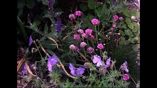 Propagating Sea Thrift  Armeria [upl. by Mcleod]