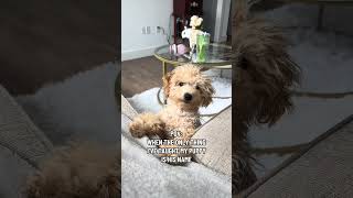 E for EFFORT 😅  cavapoo dog puppy [upl. by Mozza]