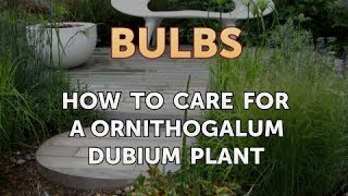 How to Care for a Ornithogalum Dubium Plant [upl. by Ahsekin374]