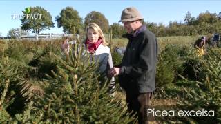 Sapin de Noël  comment choisir un sapin   Truffaut [upl. by Joni874]