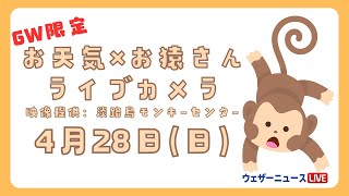 【LIVE】GW限定 🐵お天気×お猿さんライブカメラ🐵 ＜兵庫県 淡路島モンキーセンター＞2024年4月28日日 [upl. by Petes]