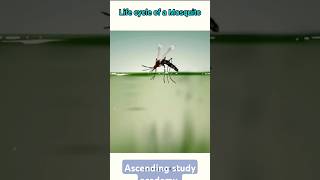 life cycle of mosquitoes [upl. by Ecirb]