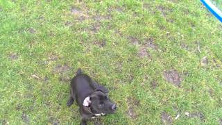 Patterdale Terrier Training Exercise your patterdale terrier with a flinger [upl. by Mascia823]