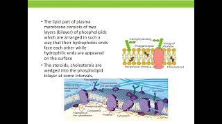 Structure and Function of Plasma membrane [upl. by Robbi944]