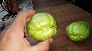 how to grow chayote squash in the high desert February 2018 [upl. by Cung674]