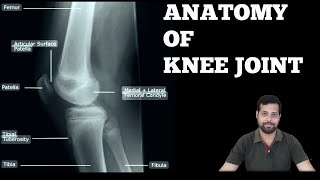 KNEE JOINT ANATOMY [upl. by Aifos]