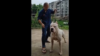 VERY LARGE DOGO ARGENTINO [upl. by Amora]