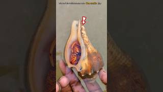 From Snail to Save The Fishermans Heartwarming Rescue saail crab saveing shortvideo [upl. by Amelia]