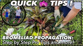 BROMELIAD PROPAGATION MADE EASY StepbyStep Guide for Beginners  Pro Tips [upl. by Enelrihs]