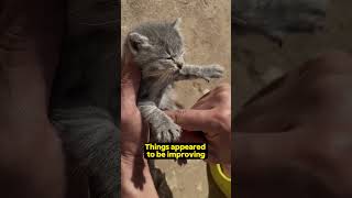 This kitten miraculously survives [upl. by Ddahc]