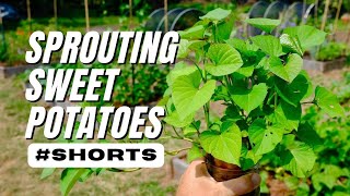 SPROUTING SWEET POTATOES FOR PLANTING  SHORTS [upl. by Bora]